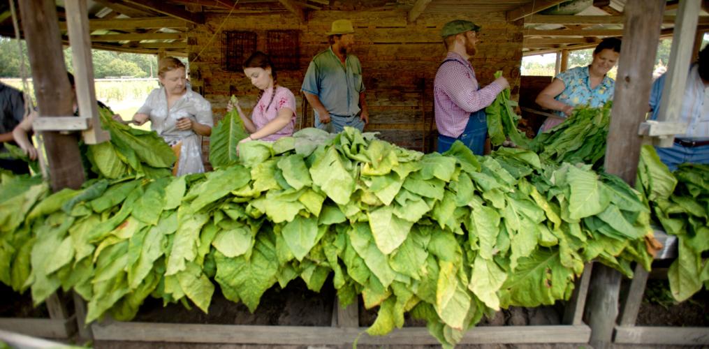 tobacco virus disease Tobacco Mosaic Virus - an overview
