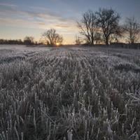 Freezing temperatures forecast for Horry County