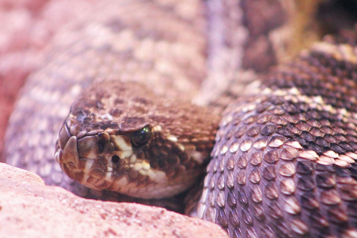 Myrtle Beach area physicians warn of increased snake bite risk Local News