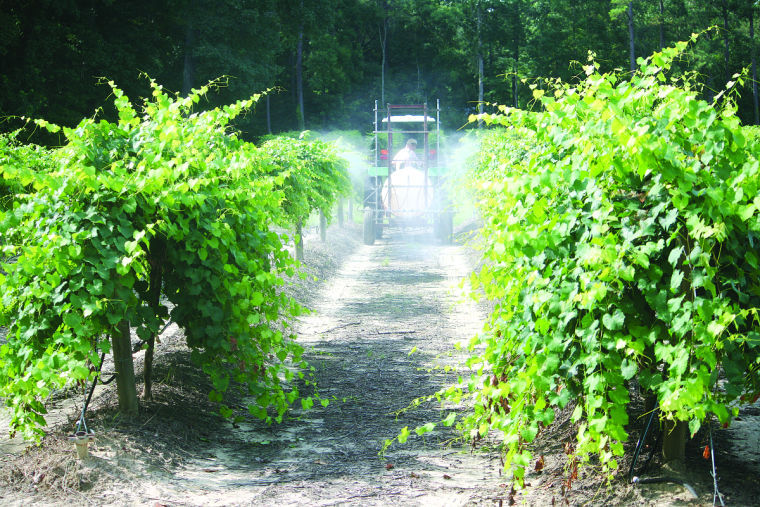 muscadine personals Meet muscadine singles online & chat in the forums dhu is a 100% free dating site to find personals & casual encounters in muscadine. muscadine personals Meet muscadine singles online & chat in the forums dhu is a 100% free dating site to find personals & casual encounters in muscadine.