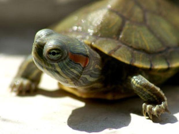 Myrtle Beach Cracking Down On Illegal Turtle Sales Crime