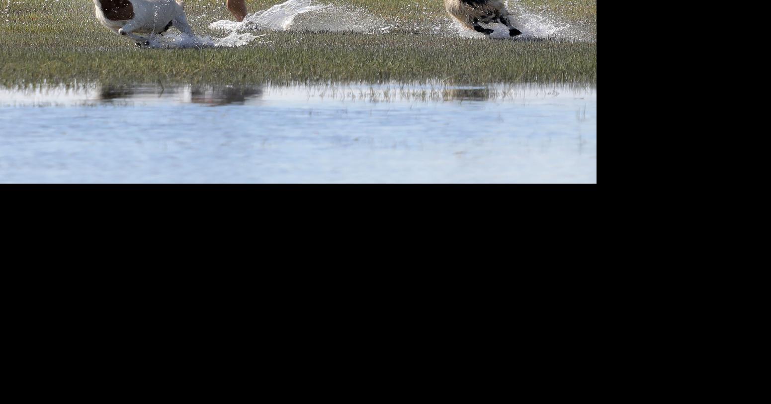 Murrells Inlet's island goats evacuate for Dorian. It's a routine ...