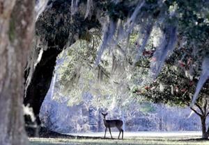 Deer Rut Season Raises Collision Risk for Horry County Drivers