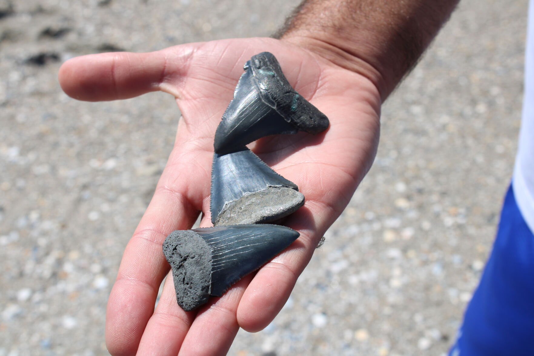 Myrtle Beach SC shark tooth enthusiast shares hobby | News