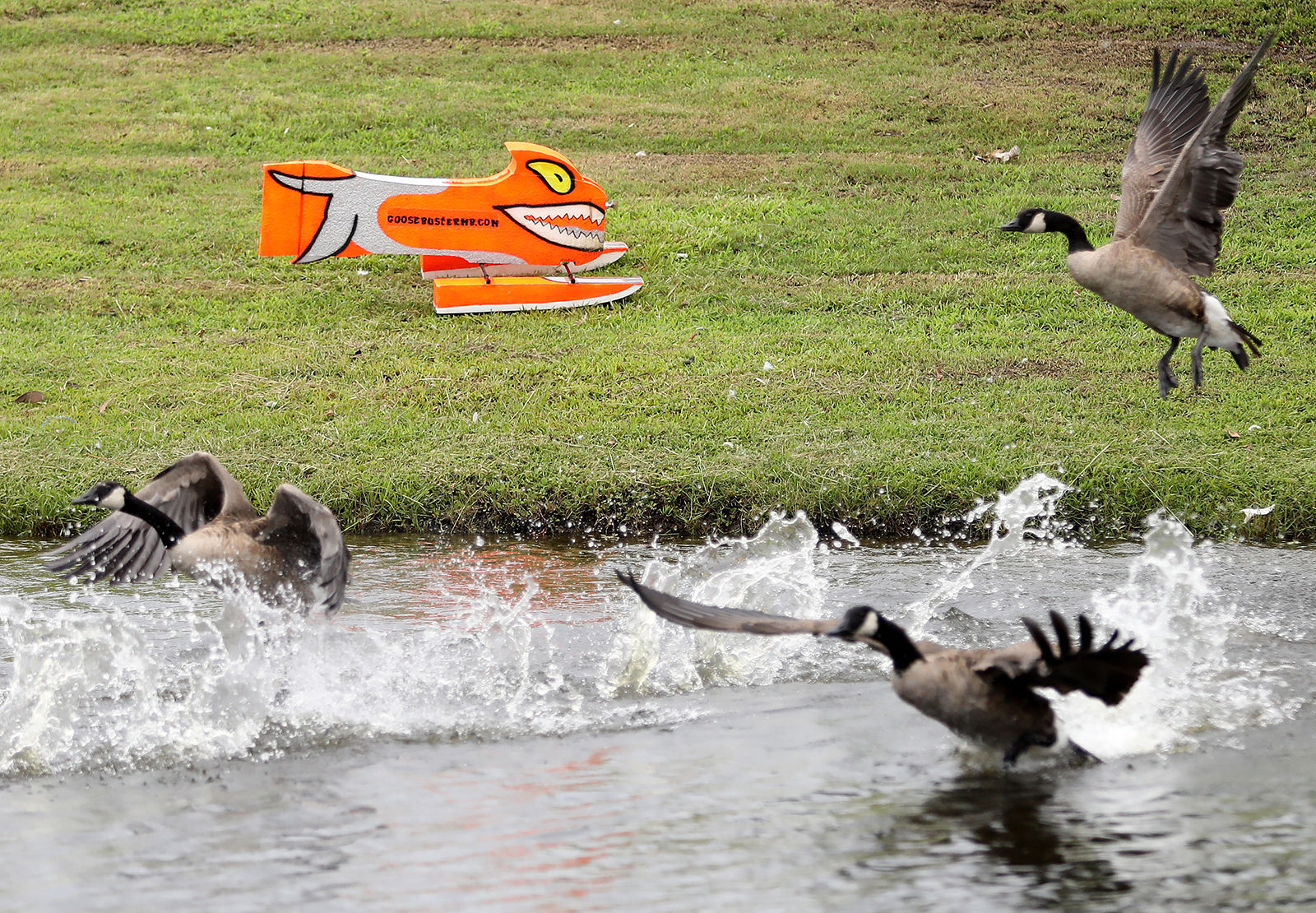 Canada goose kill permit best sale