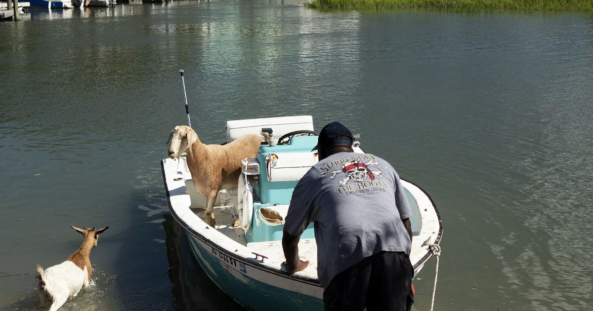 Goats Afloat Goats on Boats | Gallery | myhorrynews.com