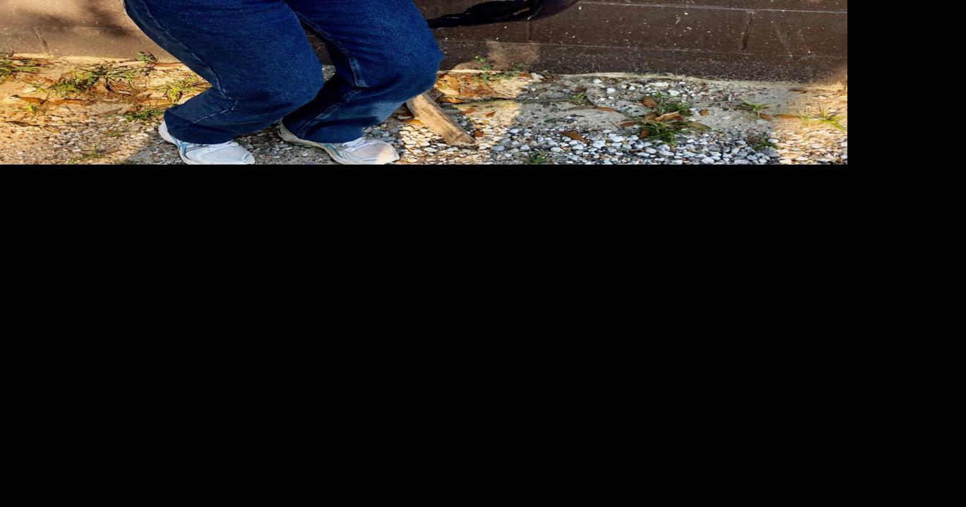 50pound catfish brings acclaim to Conway woman News