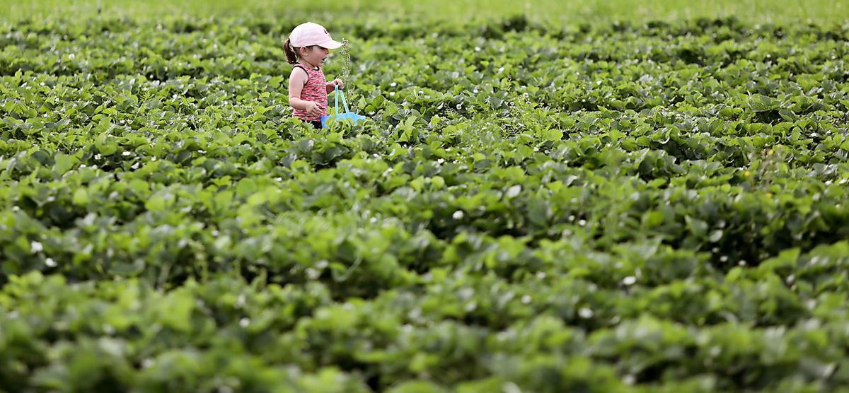 0407 tylers strawberries_JM03.JPG