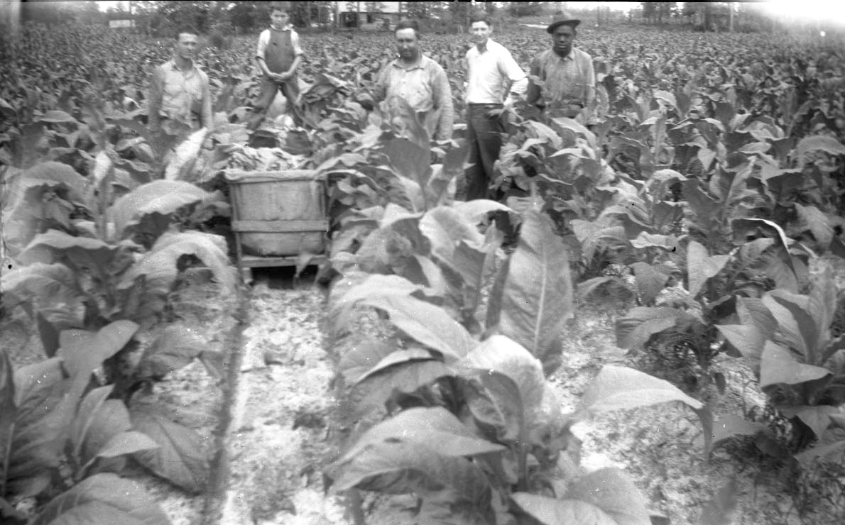 Opening of tobacco market used to be big in Conway | Editorials