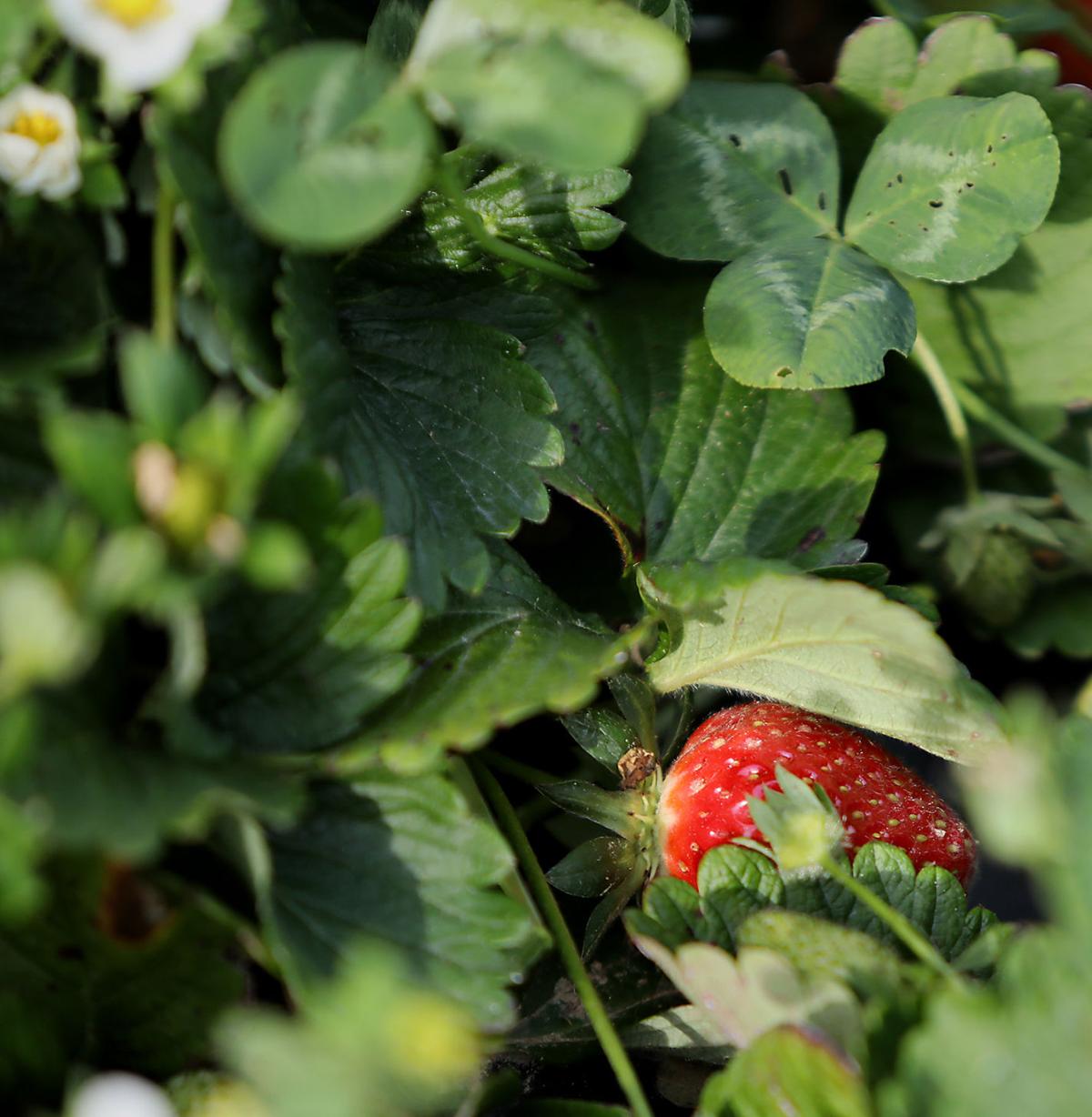0407 tylers strawberries_JM06.JPG