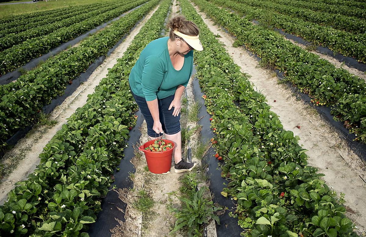 0407 tylers strawberries_JM11.JPG