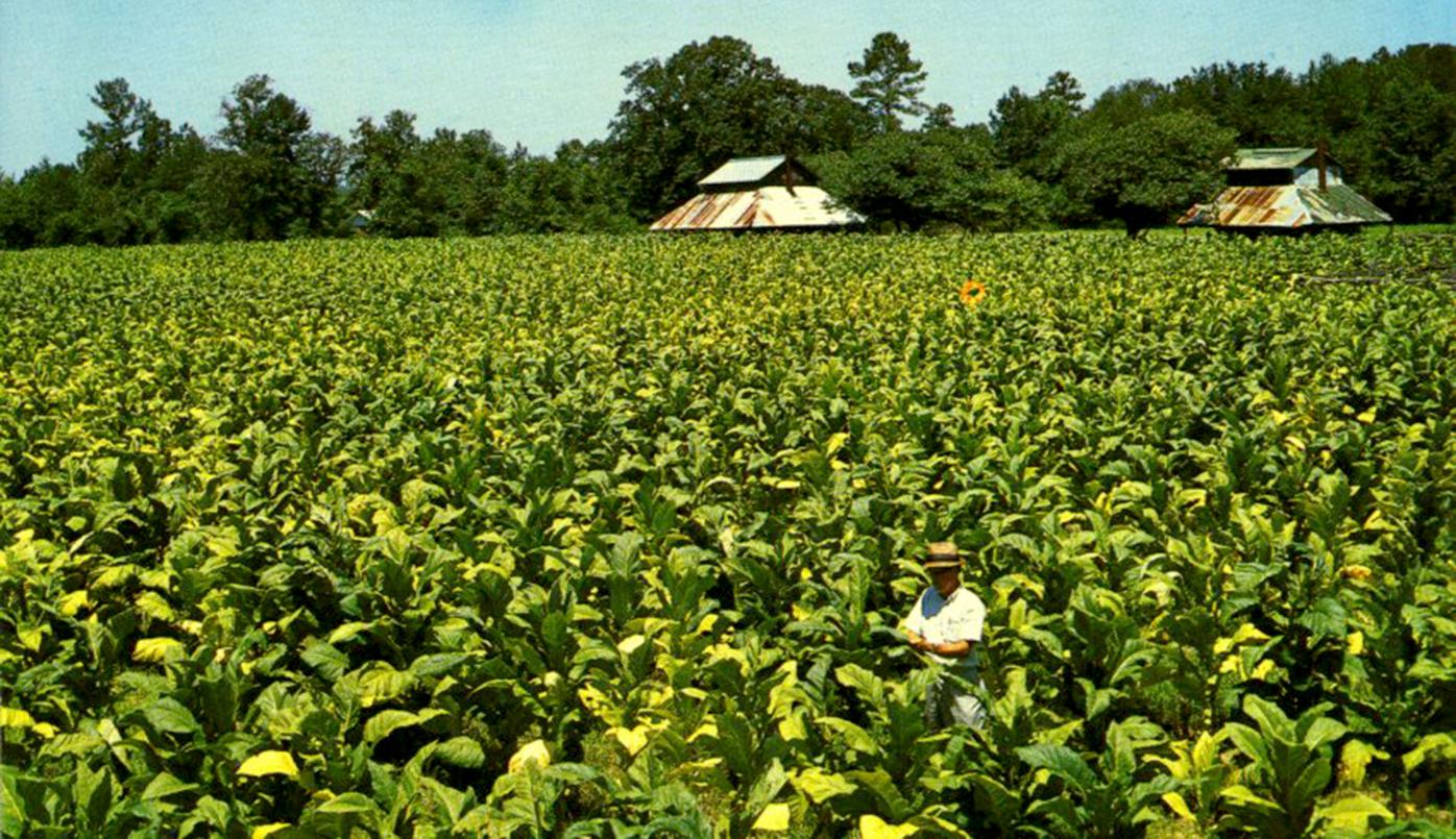 tobacco farms in south carolina Bright Leaf: Tobacco farming's roots run deep in Horry County | News