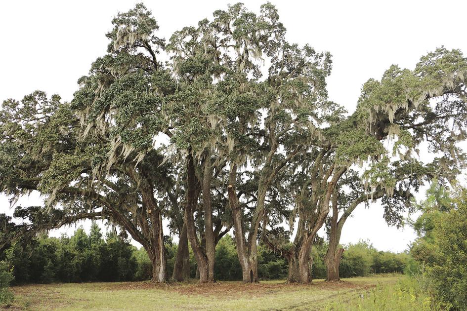 County set to begin designing Carolina Forest park Carolina Forest