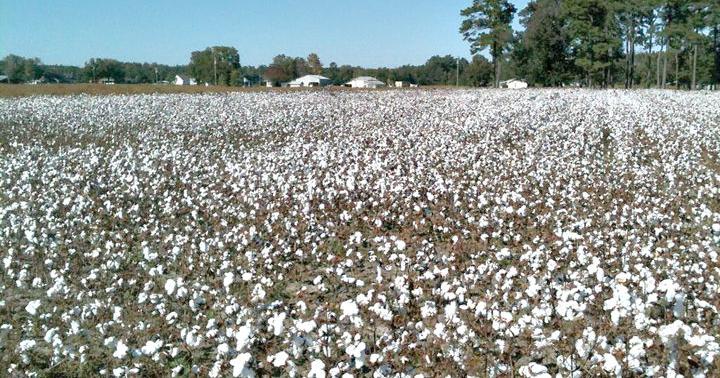 cotton and tobacco in the south Looking Back: Cotton is still 'king of the south' | Loris