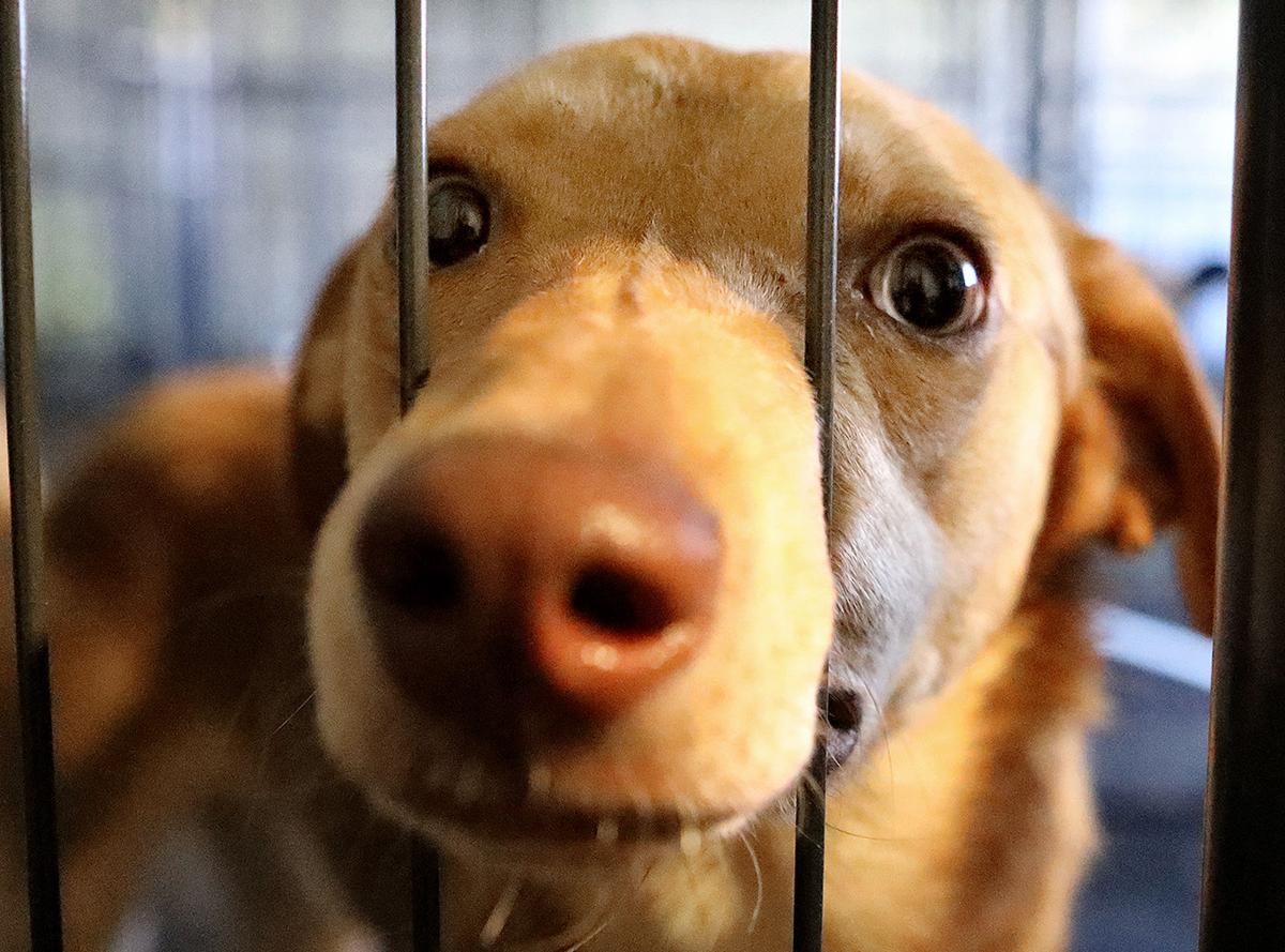 The Horry County Animal Care Center Has Been Operating As A no kill 