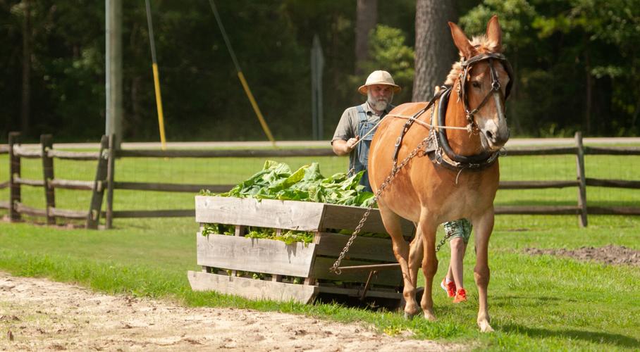 tobacco heritage days LW Paul Farm celebrates Tobacco Heritage Day | News