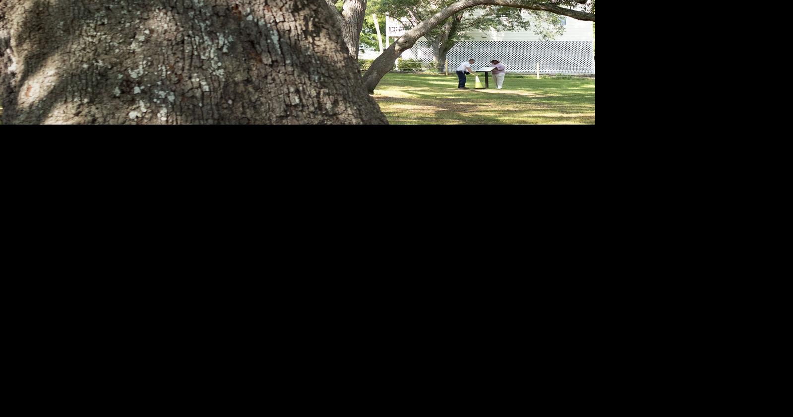 Surfside town council prunes new tree ordinance