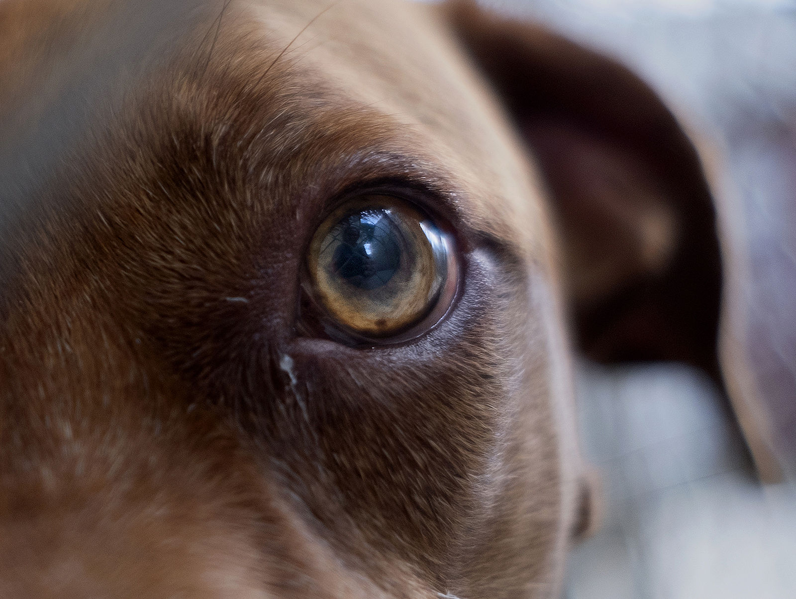 grand strand animal rescue