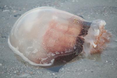 Jellyfish Arrive Early Along The Strand News Myhorrynews Cannonball Jellyfish
