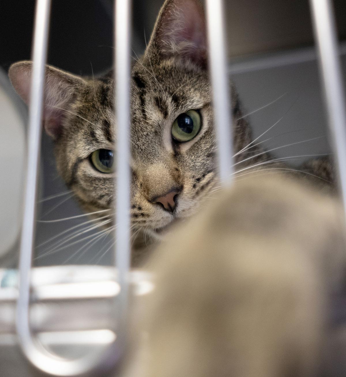 Grand Strand Humane Society Needs Money Food And Foster Homes