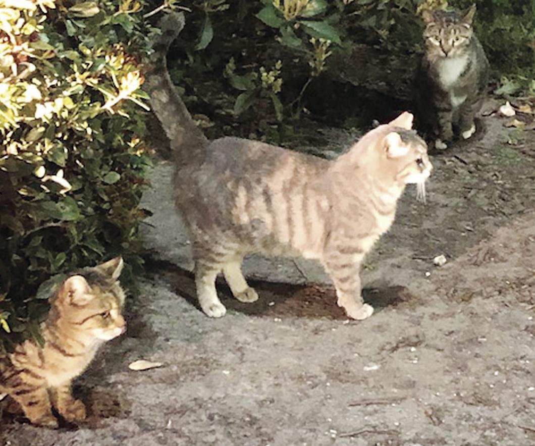 Carolina Forest Volunteers Work To Limit Feral Cat Population