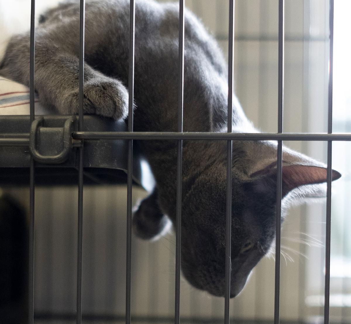 Grand Strand Humane Society Needs Money Food And Foster Homes