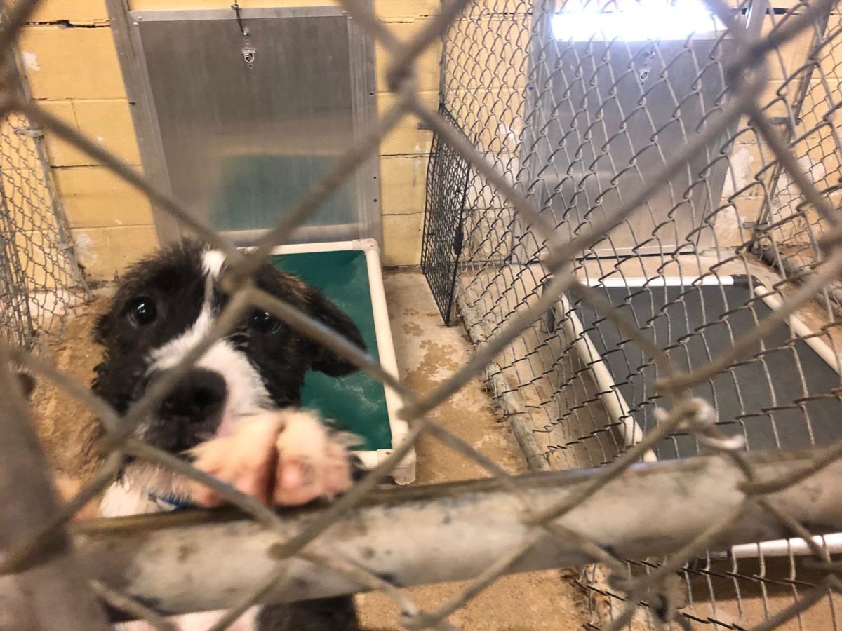 North Myrtle Beach First In Sc To Ban Commercial Dog And Cat Sales