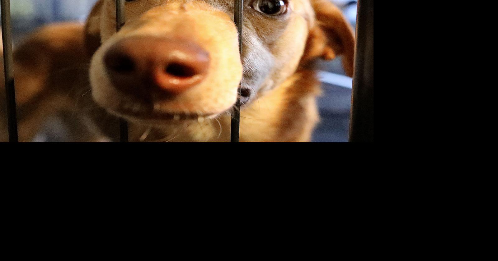 The Horry County Animal Care Center has been operating as a ‘nokill