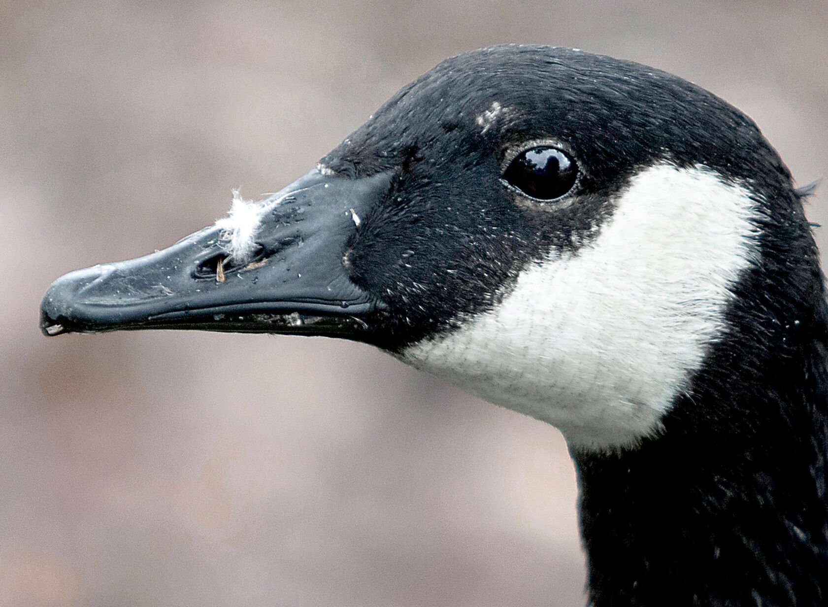 Canada goose hotsell red deer