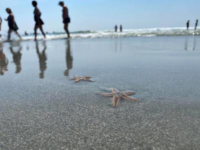 Different Kind Of Star Steals Show On Grand Strand Beaches Horry County Myhorrynews Com