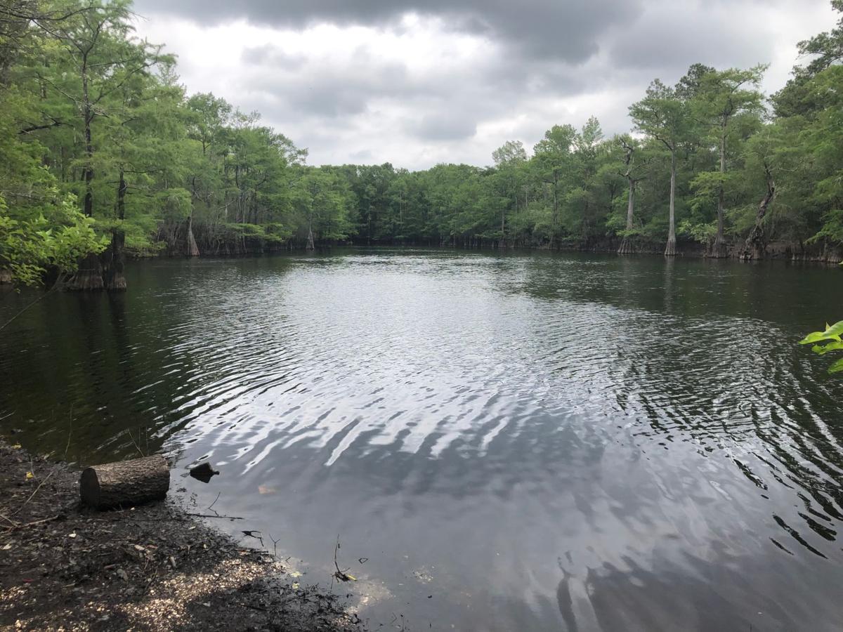 South Carolina DNR buying more than 500 acres of land on the Waccamaw