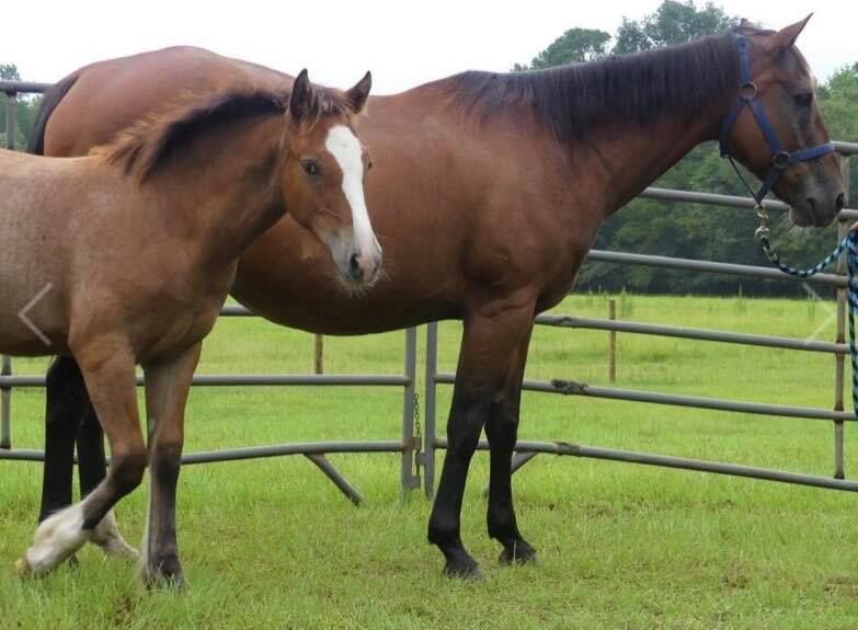 Horses seized in Horry County animal neglect case are now