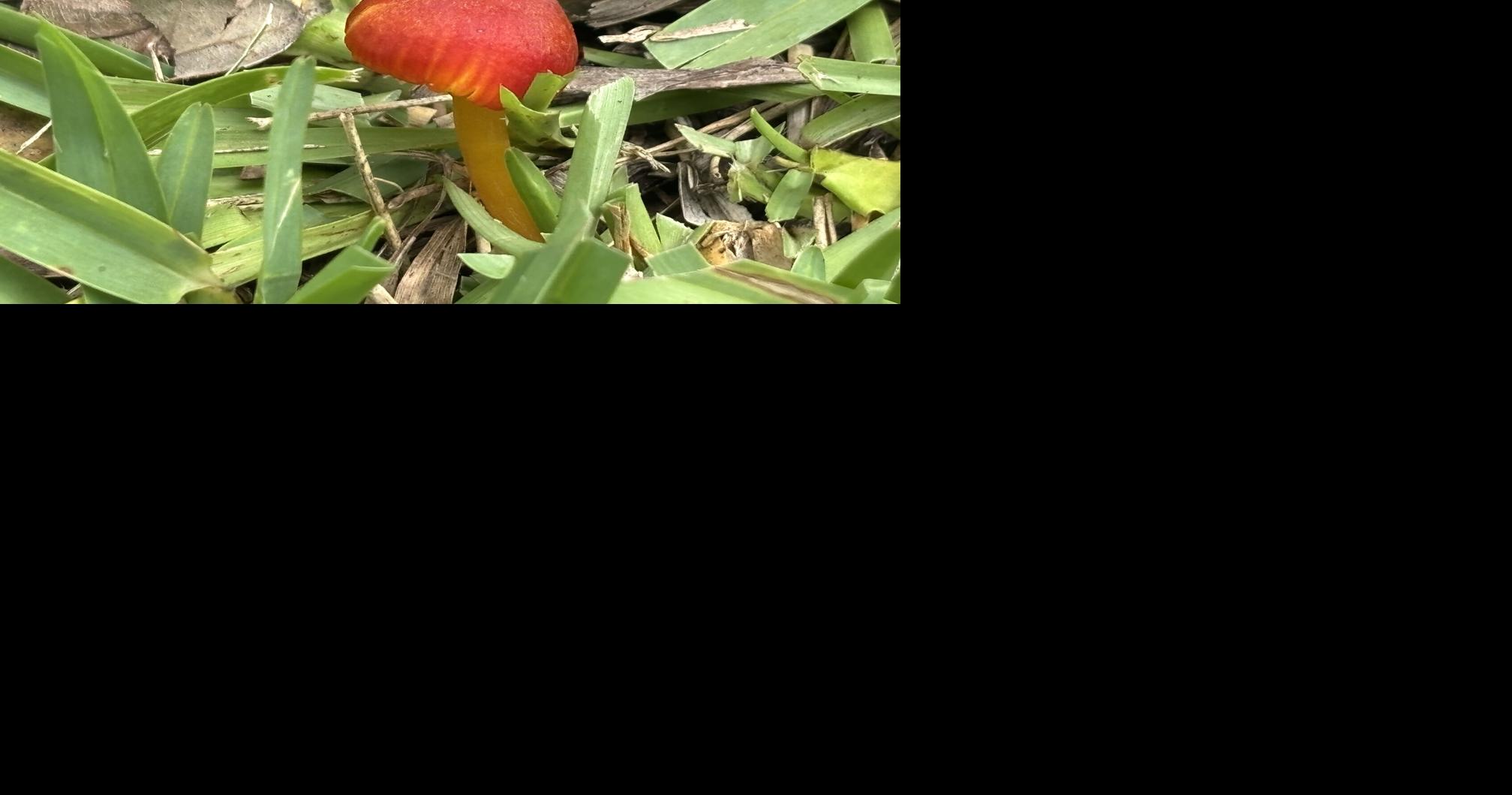 When it comes to mushrooms, Conway resident sees red