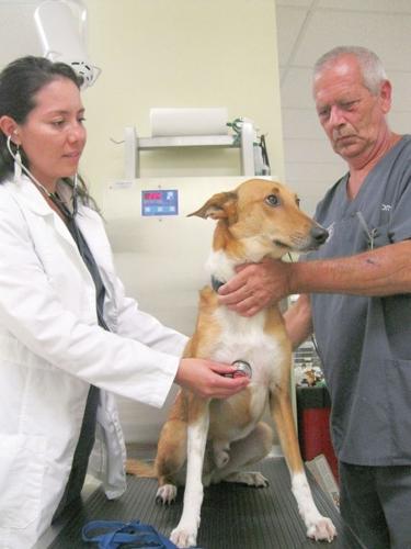 Top 106+ Myrtle beach animal hospital - Merkantilaklubben.org