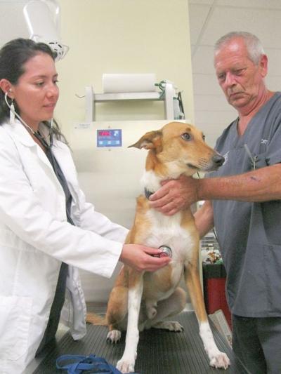 Emergency pet hospital finds new home in Myrtle Beach ...