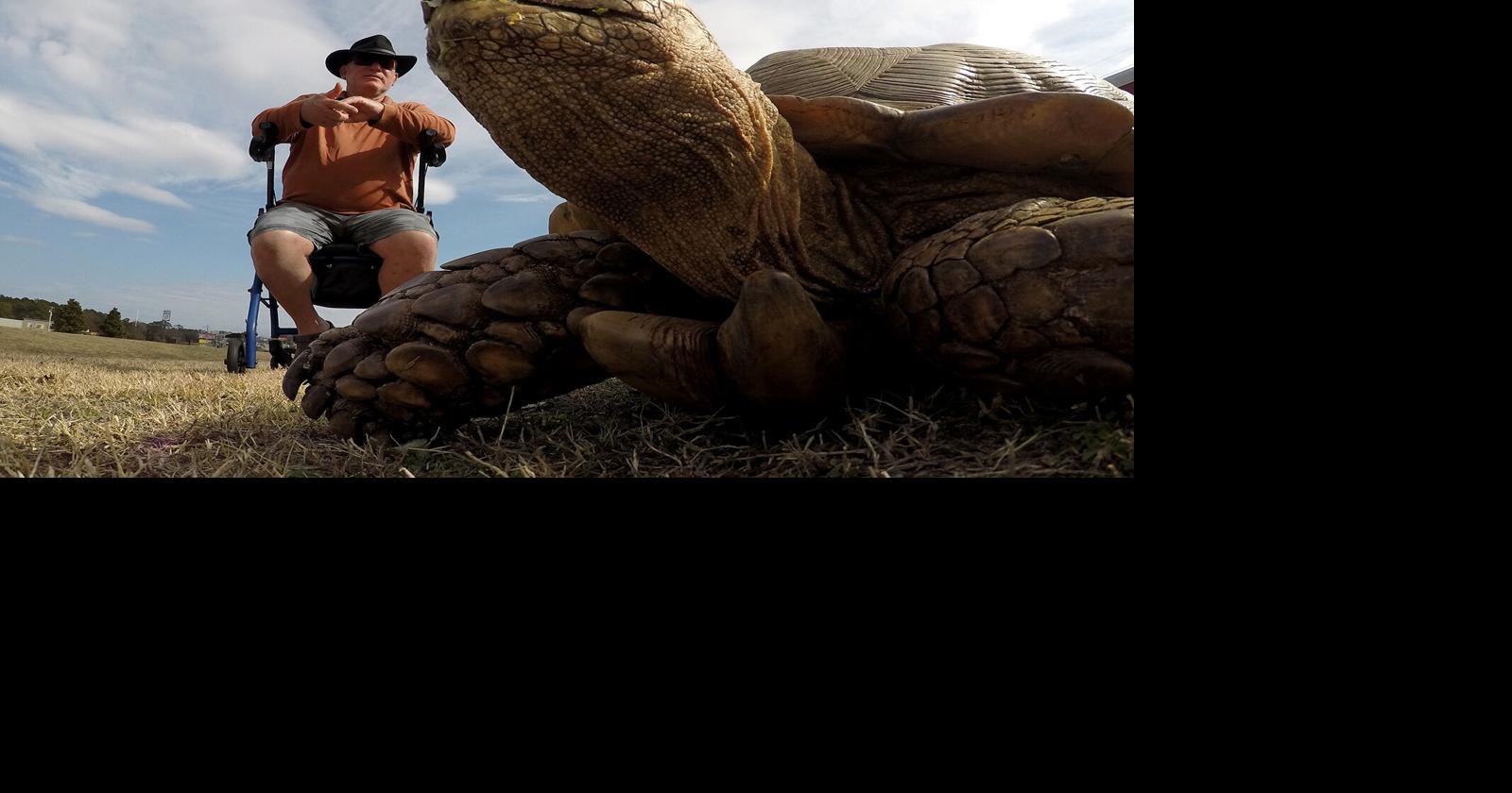 The story behind the tortoise rescuer in Little River | Horry County ...
