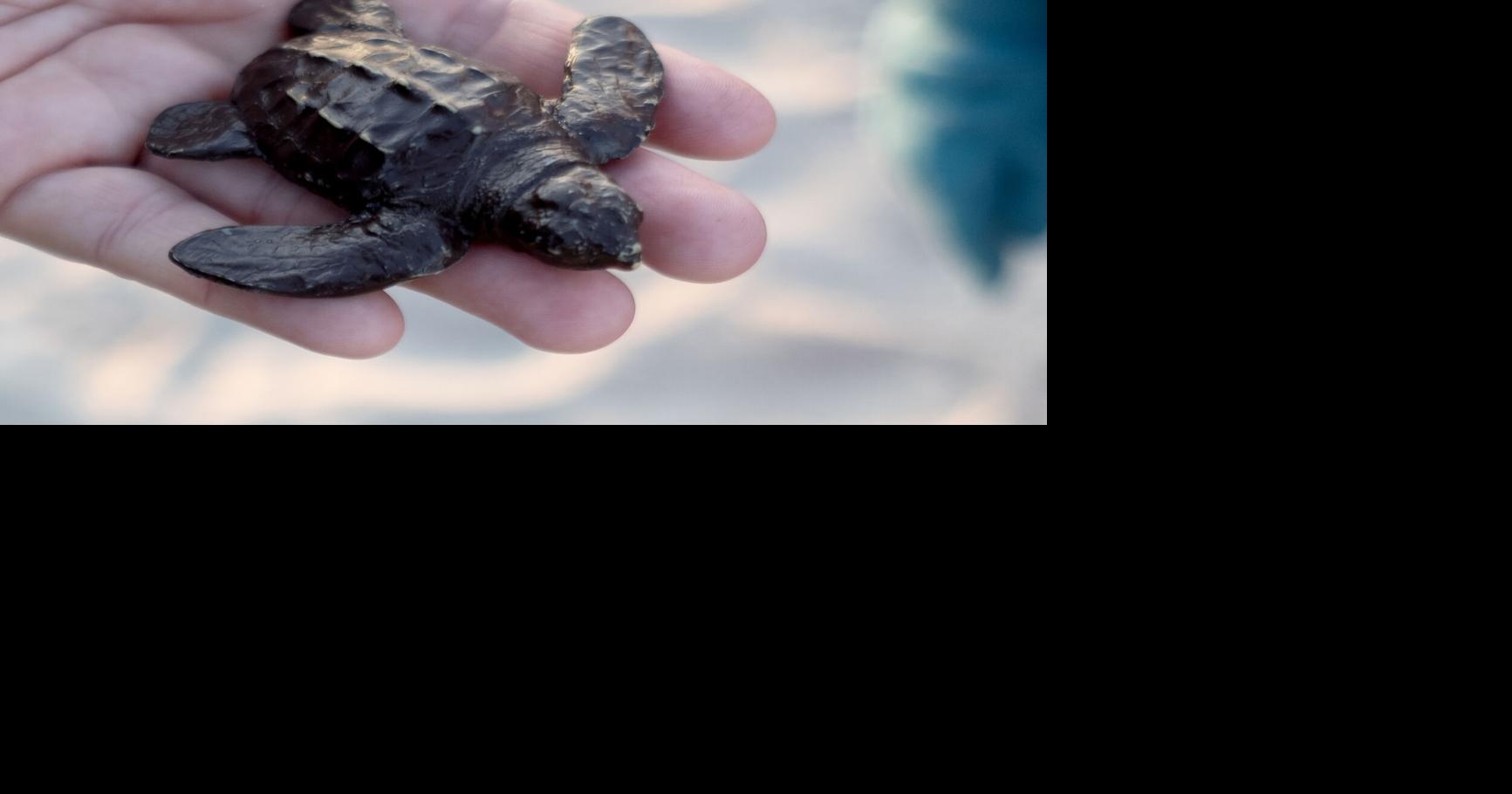 Recap of the 2023 sea turtle nesting season in the Myrtle Beach area