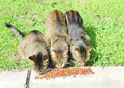 Cat Trap Fever: The best of the bad options for feral cats