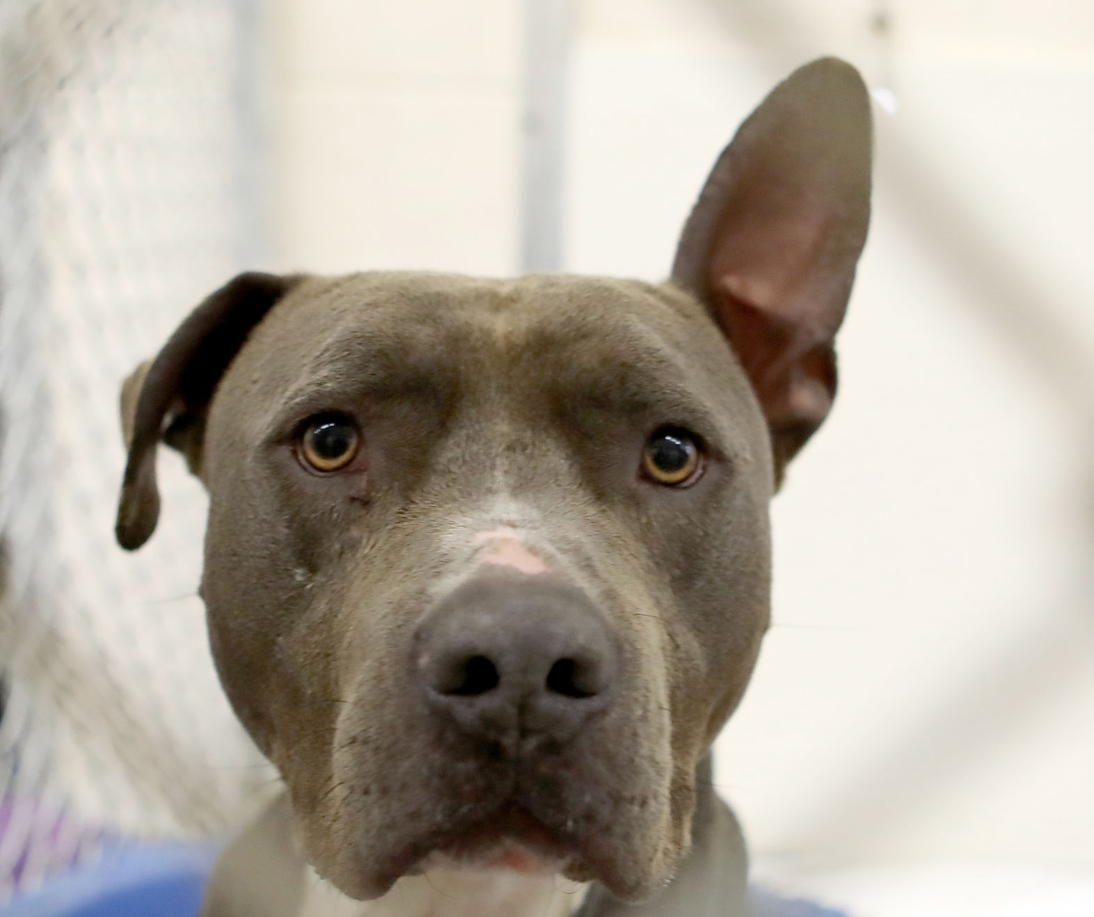 grand strand animal rescue