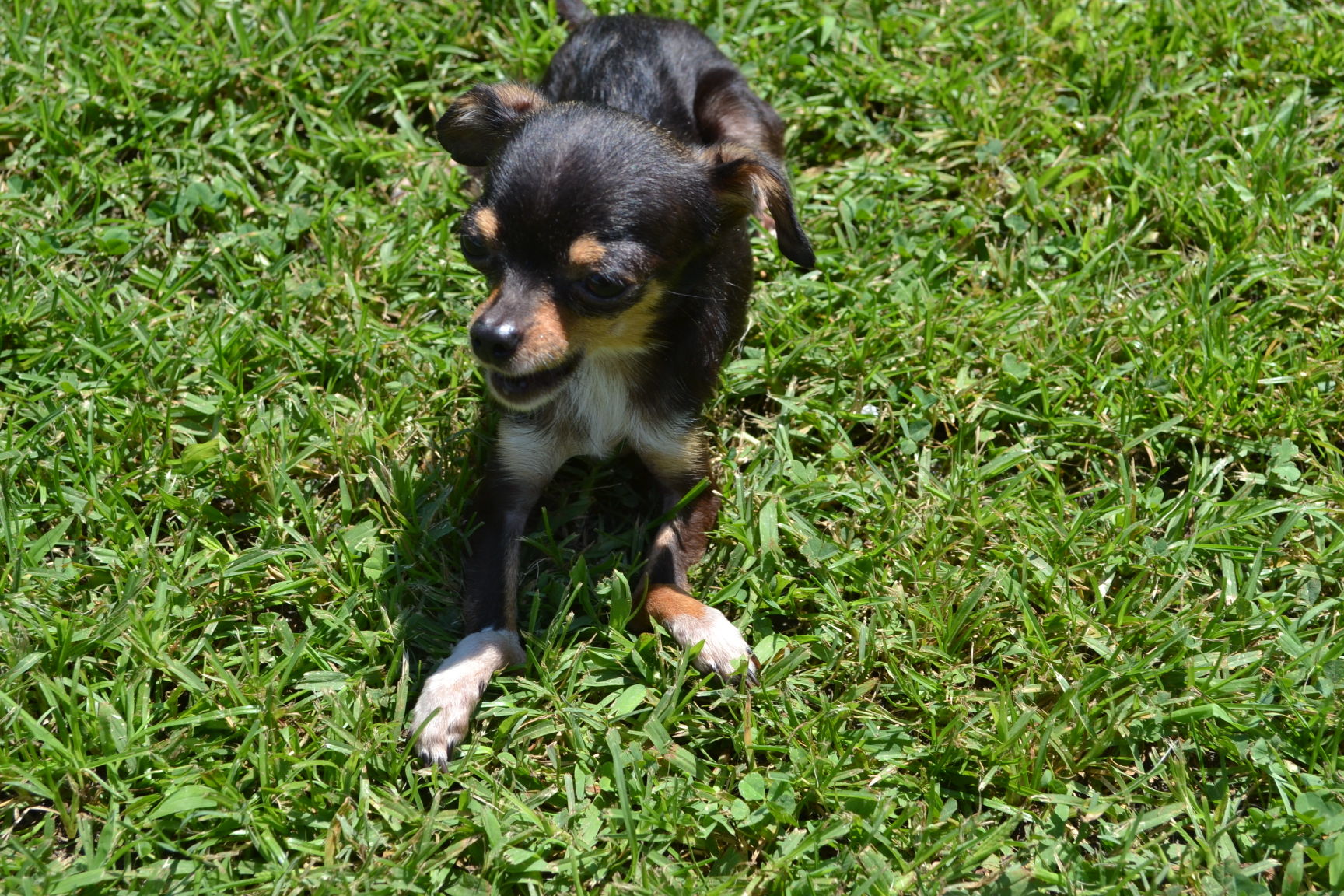 inexpensive dog vaccines