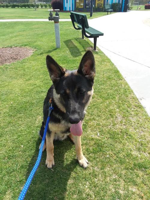 Diesel the dog