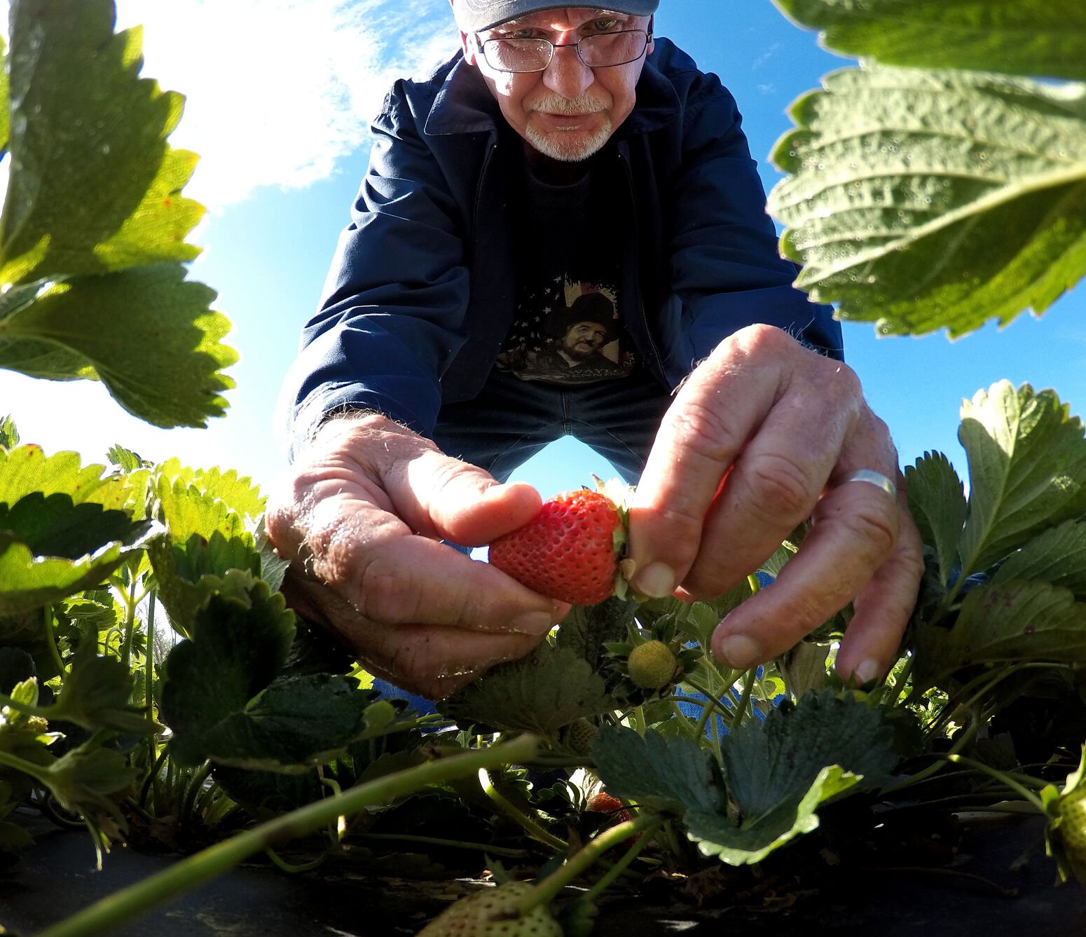 Strawberry Picking in Myrtle Beach: A Sweet Experience for All