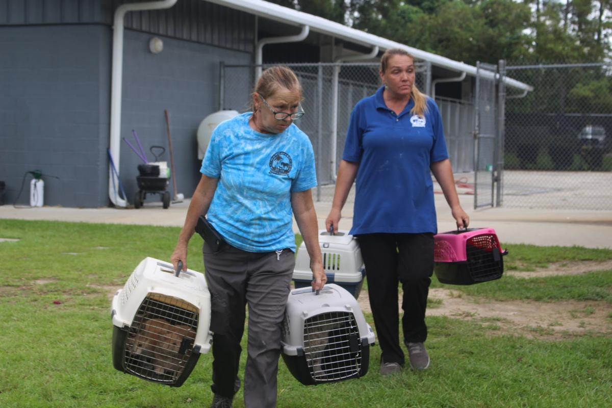 Local animal shelters preparing for Dorian; Horry County helping