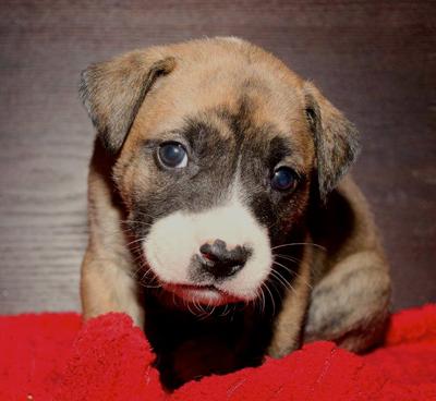 Horry County Animal Care Center sheltering pets for flood ...