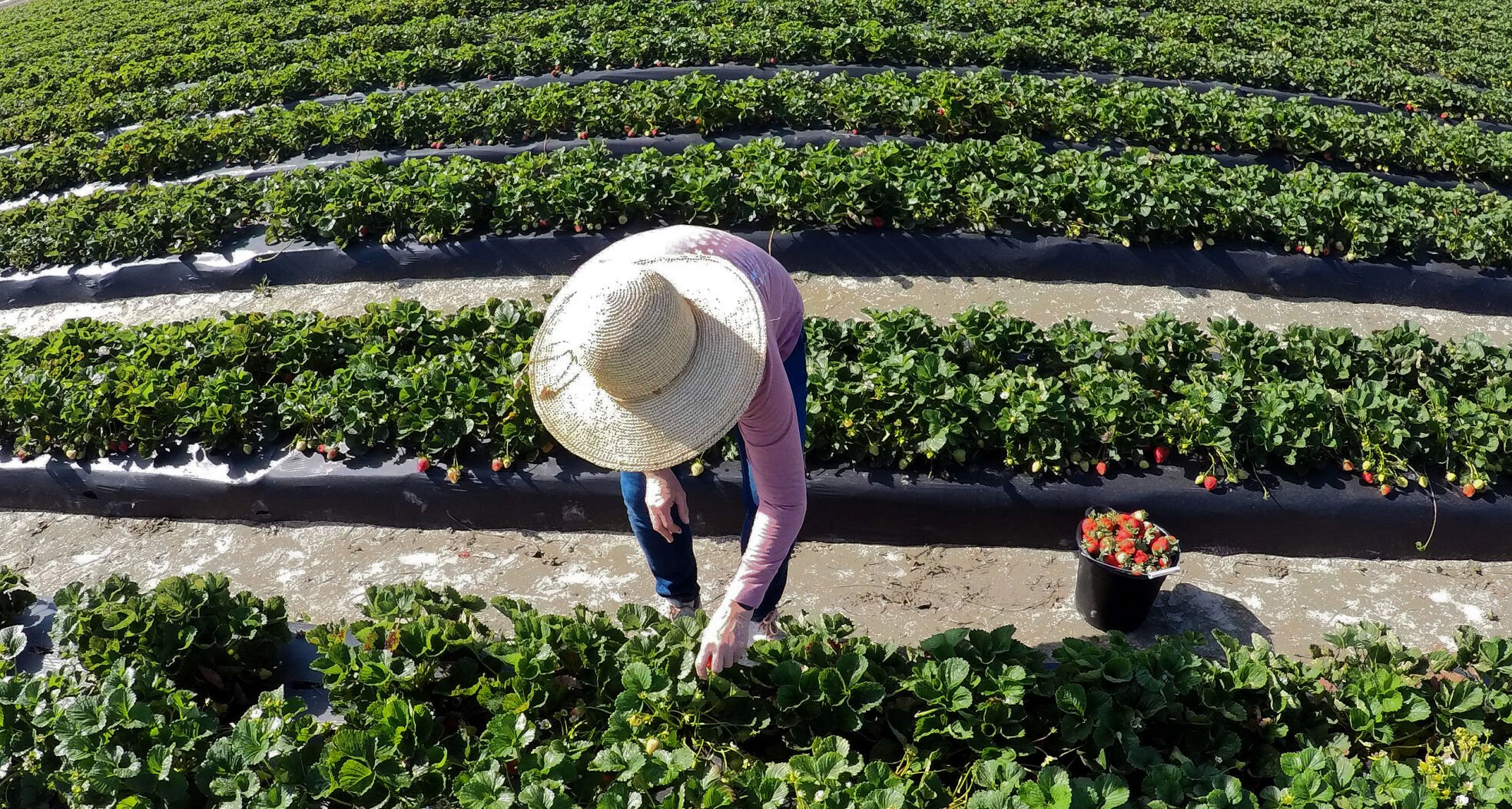 413 tylers produce strawberries_JM05.JPG