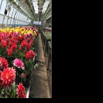 J &amp; H Greenhouse Now Open!  - myknoxcountynews.com