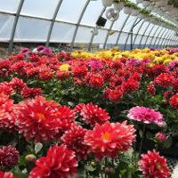 J & H Greenhouse Now Open! - myknoxcountynews.com