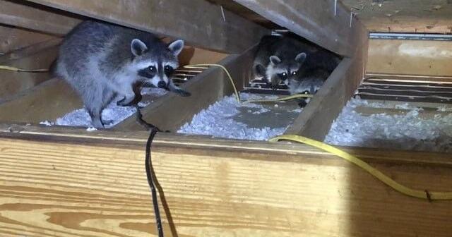 Wildlife Removal Services Now Cover 11 Mid-Michigan Communities
