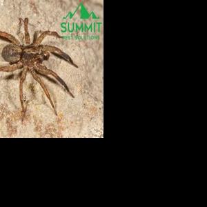 Edmond Residents and Businesses Trust Summit Pest Solutions for Reliable Pest Control Services