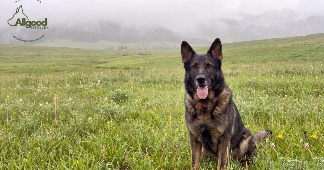 Allgood Pet Supplies: Curated USA Dog Treats for Trust